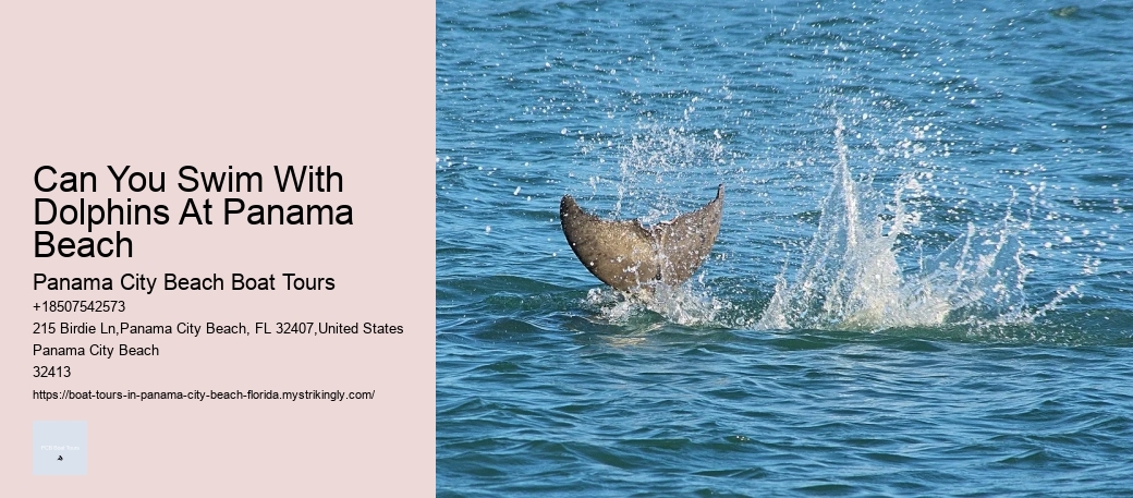 Can You Swim With Dolphins At Panama Beach Panama City Beach Boat Tours Can You Swim With Dolphins At Panama Beach