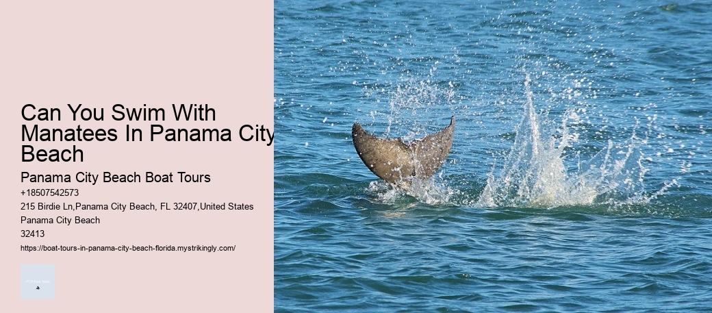 Can You Swim With Manatees In Panama City Beach Panama City Beach Boat Tours Can You Swim With Manatees In Panama City Beach