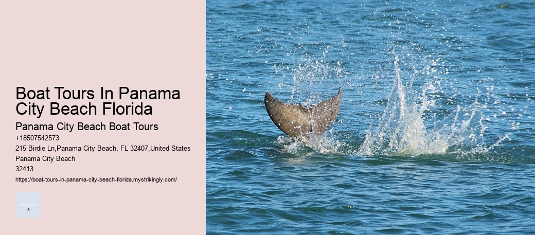 Is It Safe For Humans To Swim With Dolphins
