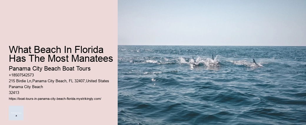 What Beach In Florida Has The Most Manatees Panama City Beach Boat Tours What Beach In Florida Has The Most Manatees