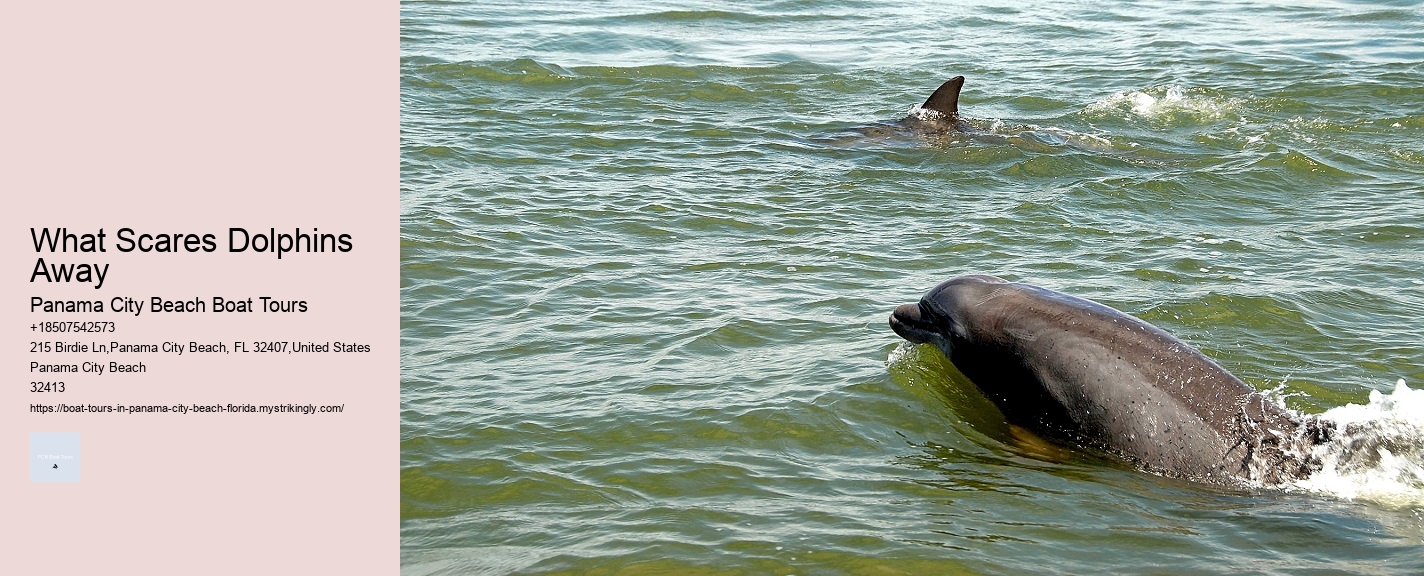 What Scares Dolphins Away Panama City Beach Boat Tours What Scares Dolphins Away