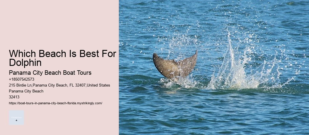 Which Beach Is Best For Dolphin Panama City Beach Boat Tours Which Beach Is Best For Dolphin