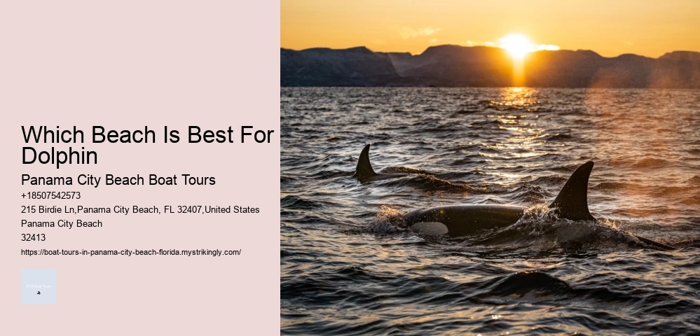 What Not To Do Around Dolphins